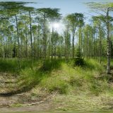 HDRI – Björkdunge (sommar, sen förmiddag) – förhandsgranskning (EV 11.55; Filmic Blender)