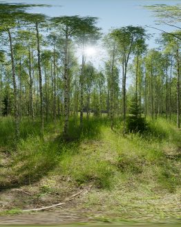 HDRI – Björkdunge (sommar, sen förmiddag) – förhandsgranskning (EV 11.55; Filmic Blender)