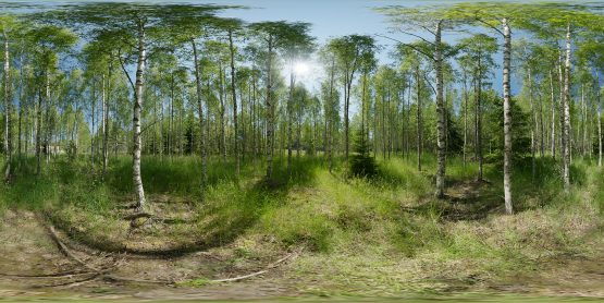 HDRI – Björkdunge (sommar, sen förmiddag) – förhandsgranskning (EV 11.55; Filmic Blender)