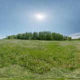 HDRI – Maskrosfält (sommar, middag) – förhandsgranskning (EV 12.25; Filmic Blender)