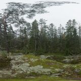 HDRI – Fuktig skog (höst, eftermiddag)