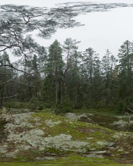 HDRI – Fuktig skog (höst, eftermiddag)