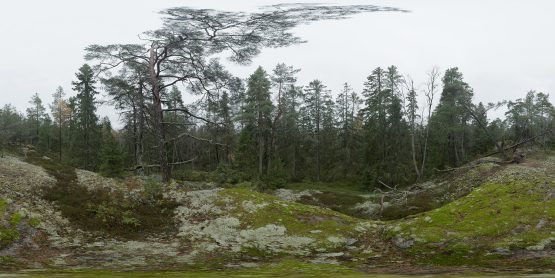 HDRI – Fuktig skog (höst, eftermiddag)